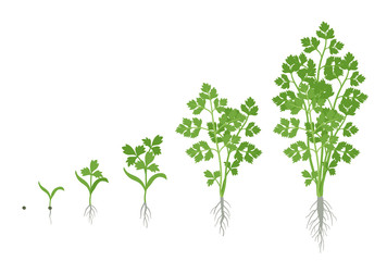 Crop stages of Parsley. Growing garden parsley plant. Harvest growth. Petroselinum crispum. Vector flat Illustration.