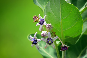Natural Background Calotropis gigantea (crown flower)