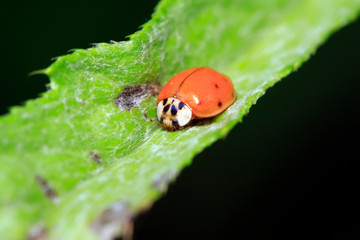 Obraz premium Harmonia axyridis on plant