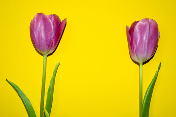 tulips, pink, isolated, tulip, white, background, flower, flowers, spring, bouquet, beautiful, holiday, green, beauty, plant, floral, blossom, composition, nature, summer, decoration, bright, celebrat