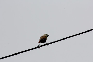 Bird on wire