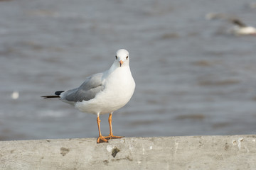 Fototapeta na wymiar Seagull portrait against sea shore, White bird seagull sitting by the beach