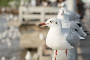 Seagull portrait against sea shore, White bird seagull sitting by the beach