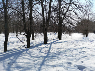 Winter Russian forest landscape with trees in early spring, melting snow