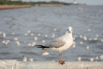 Seagull portrait against sea shore, White bird seagull sitting by the beach