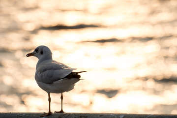 Seagull portrait against sea shore, White bird seagull sitting by the beach in the evening (Sunset Scene)