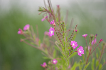 purple flowers in nature
