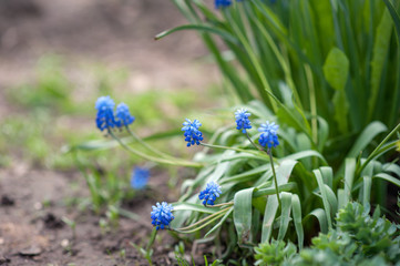 blue flowers in the garden 