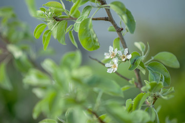Blooming white flowers fruit tree: Apple, pear in the garden in early spring. Horizontal photography 