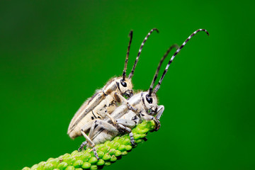 longicorn