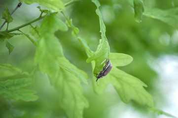 cockchafer on a sheet