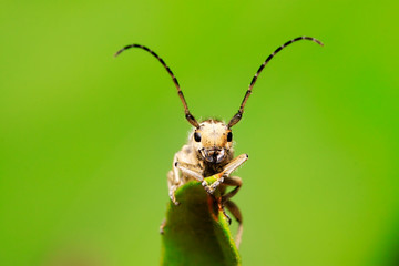 longicorn