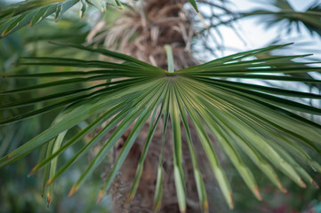 Obraz na płótnie Canvas palm leaves of different shapes