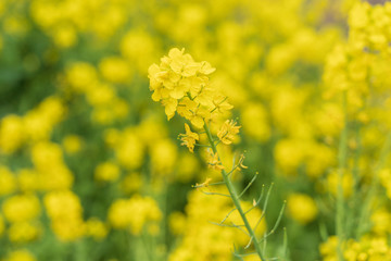 菜の花