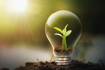 Fototapeta concept idea saving energy young plant and light bulb obraz