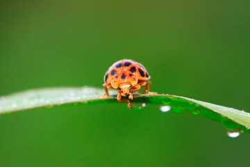 Epilachna vigintioctopunctata on plant