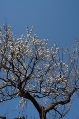 青空に向かって咲く満開の梅
