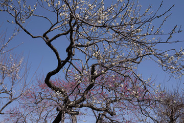 晴天の中咲く、ピンクと白の2種類の梅の木
