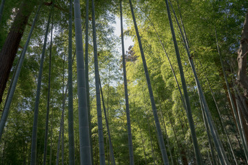 竹林の中から撮影した青空