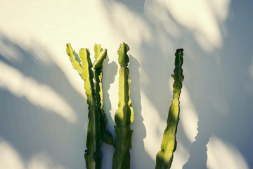  green cactus on a white wall background