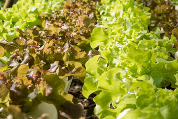 The hydroponics vegetable farm , Fresh salad lettuce in Organic farm