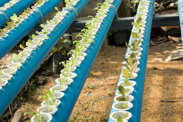 The hydroponics vegetable farm , Fresh young salad lettuce in Organic farm