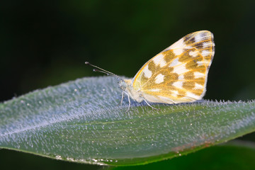 Pontia daplidice on green plant