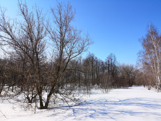 Fototapeta na wymiar Winter Russian forest landscape with trees in early spring, melting snow