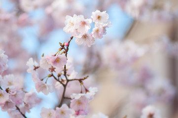 closeup of pink cherry blossom flowers at spring in a japanese garden