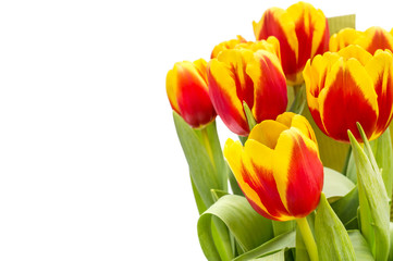 Tulips isolated on white background with space for text. Greeting card.