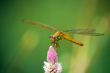 Close up detail of dragonfly.  dragonfly image is wild with blur background