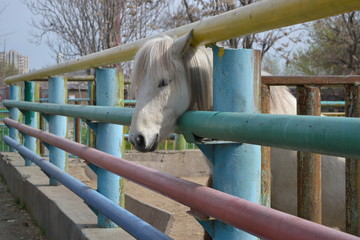 white horse at the zoo