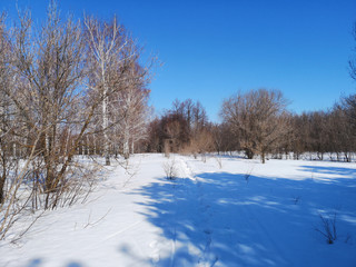 Winter Russian forest landscape with trees in early spring, melting snow