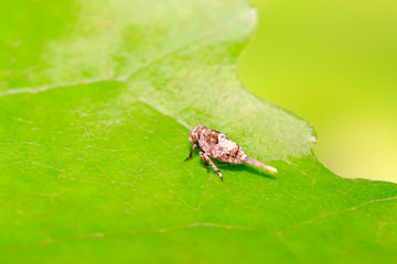 tiny insects on plant