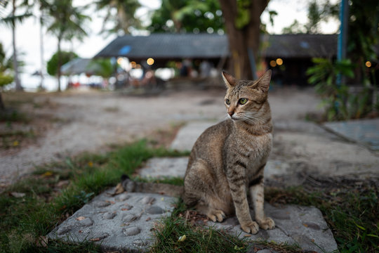 A street cat in Koh Lipe, Thailand.