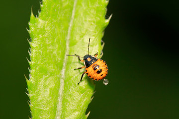 stinkbug on plant