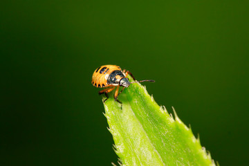 stinkbug on plant