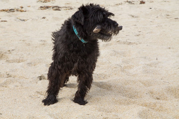 dog with a stick running along the beach, puppy playing near the sea