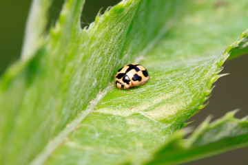 Propylaea japonica on plant