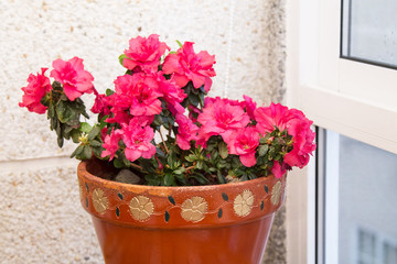 pot of pink azaleas on the terrace