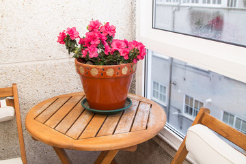 Fototapeta na wymiar pot of pink azaleas on the terrace
