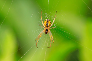Spiders on plant