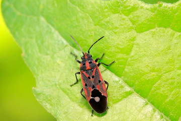 stinkbug on plant