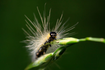 caterpillar on green leaf