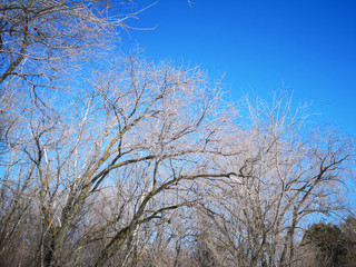 Bare branches of a dark tree against a blue sky in winter