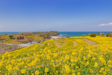 菜の花と青空と海　canola flower＆ blue sky＆sea　長崎鼻　大分県
