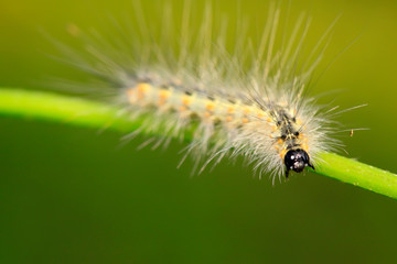 caterpillar on green leaf