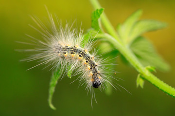 caterpillar on green leaf