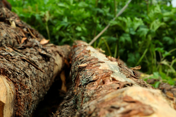 rustic background pine log close-up. Vegetable background hard uneven bark of pine trees of a tree vertical against a background of blurred grass