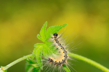 caterpillar on green leaf